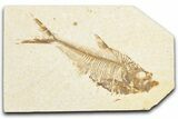 Detailed Fossil Fish (Diplomystus) - Wyoming #357618-1